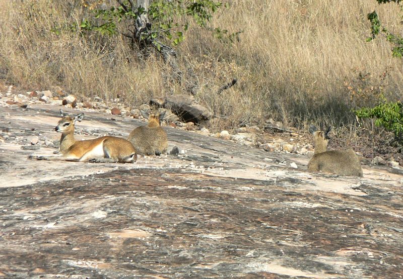 JAR 058.JPG - Tři malé gazelky pozorují své větší kolegyně Impaly. Nejedná se o mláďata, ale o druh Klipspringer, v afrikánštině nazývaný Rock Jumper a v češtině má vůbec libový název Skálolez skákavý